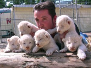 A Kempten 6 Weiße Löwenbabys - 2 -.klein